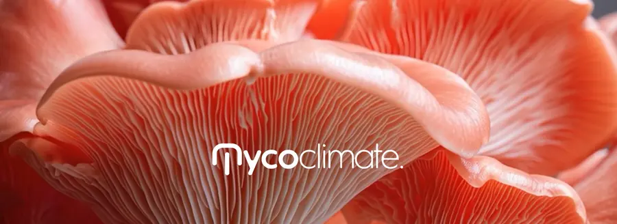 MycoClimate by Savva Tsekmes