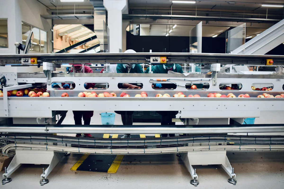 A sorting machine funnelling produce through a narrow chute